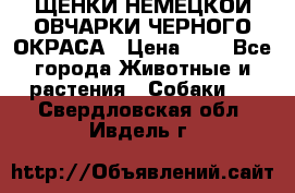 ЩЕНКИ НЕМЕЦКОЙ ОВЧАРКИ ЧЕРНОГО ОКРАСА › Цена ­ 1 - Все города Животные и растения » Собаки   . Свердловская обл.,Ивдель г.